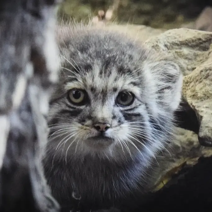 ブダペスト動物園＆植物園のボリス Ⅱの写真