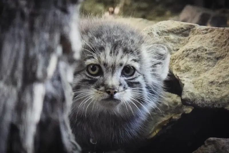 ブダペスト動物園&植物園のボリス Ⅱの写真