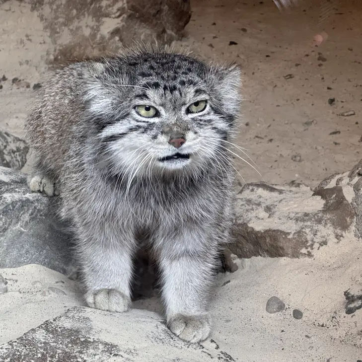 エディンバラ動物園のアキコの写真