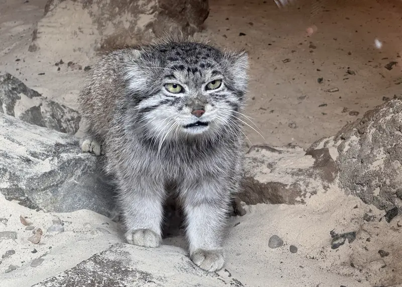 エディンバラ動物園のアキコの写真