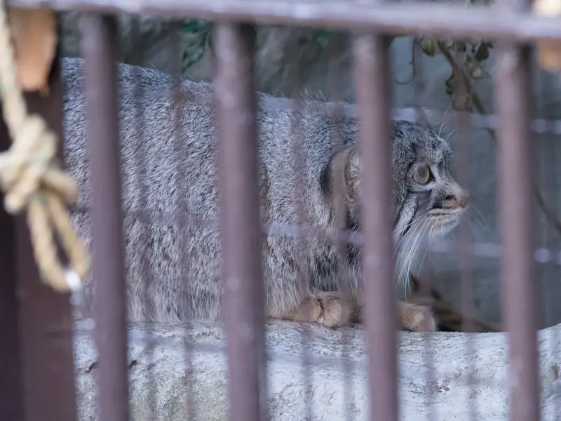 野毛山動物園のフィーガの写真