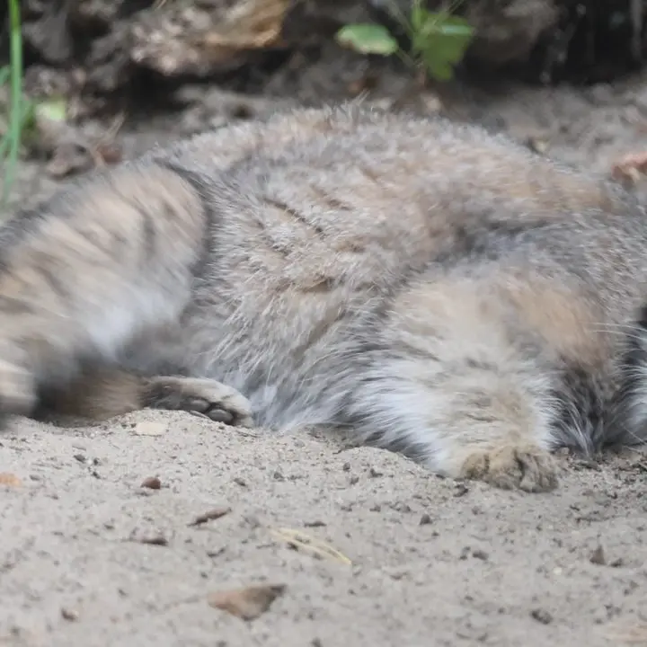 ノヴォシビルスク動物園のマヌルネコの写真