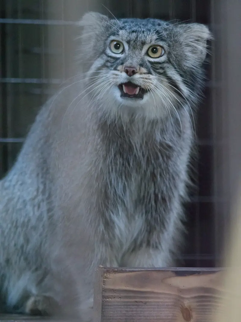 野毛山動物園のフィーガの写真