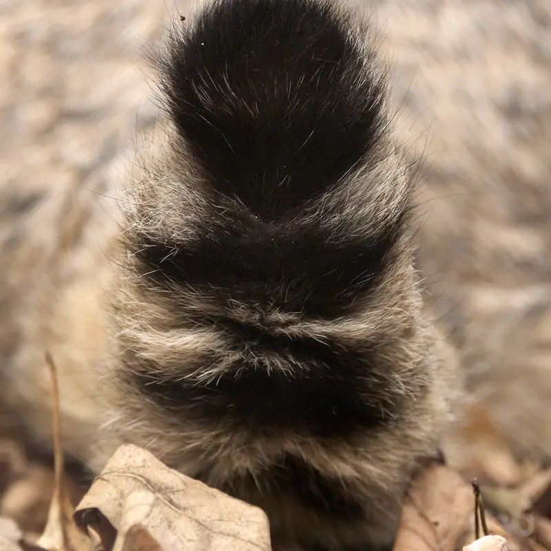 ノヴォシビルスク動物園のカトゥンの写真