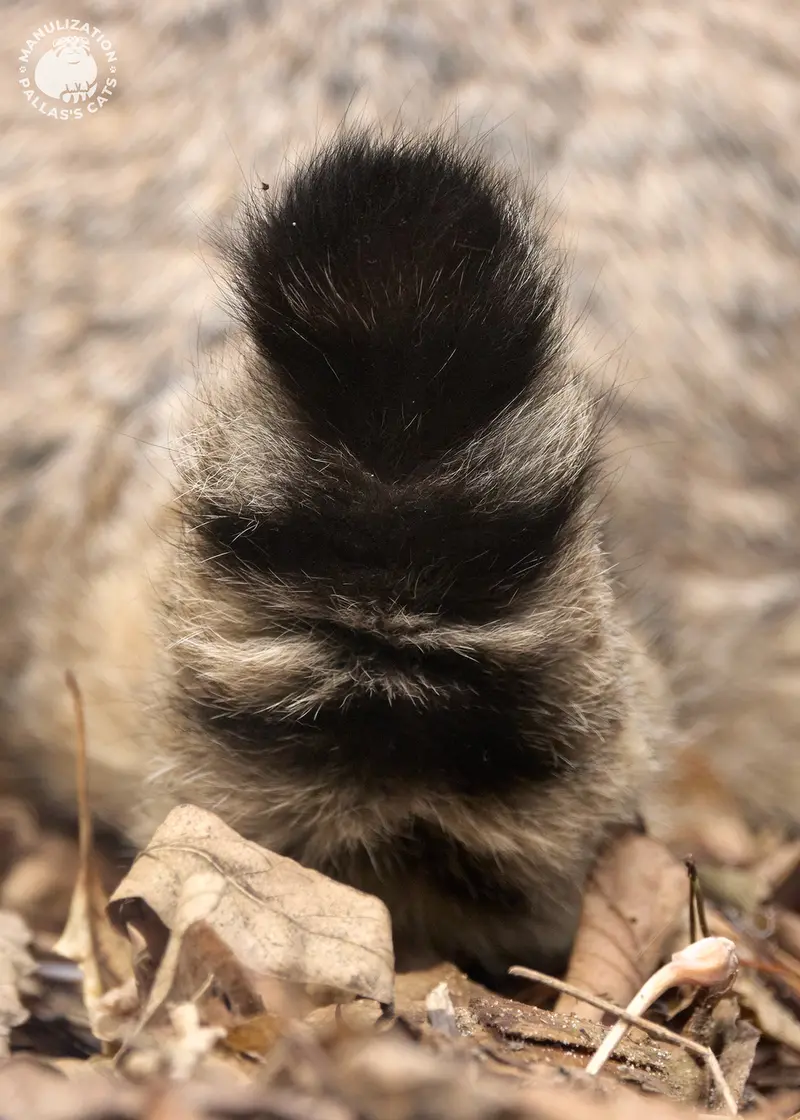 ノヴォシビルスク動物園のカトゥンの写真