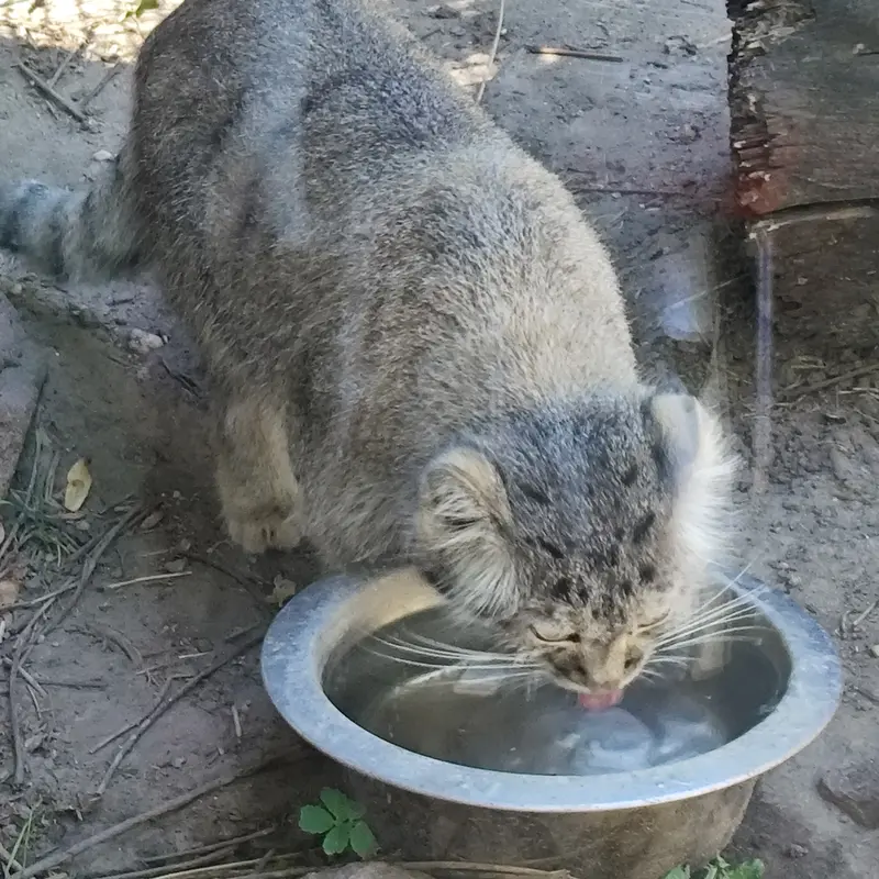 ブダペスト動物園・植物園のルーシーの写真