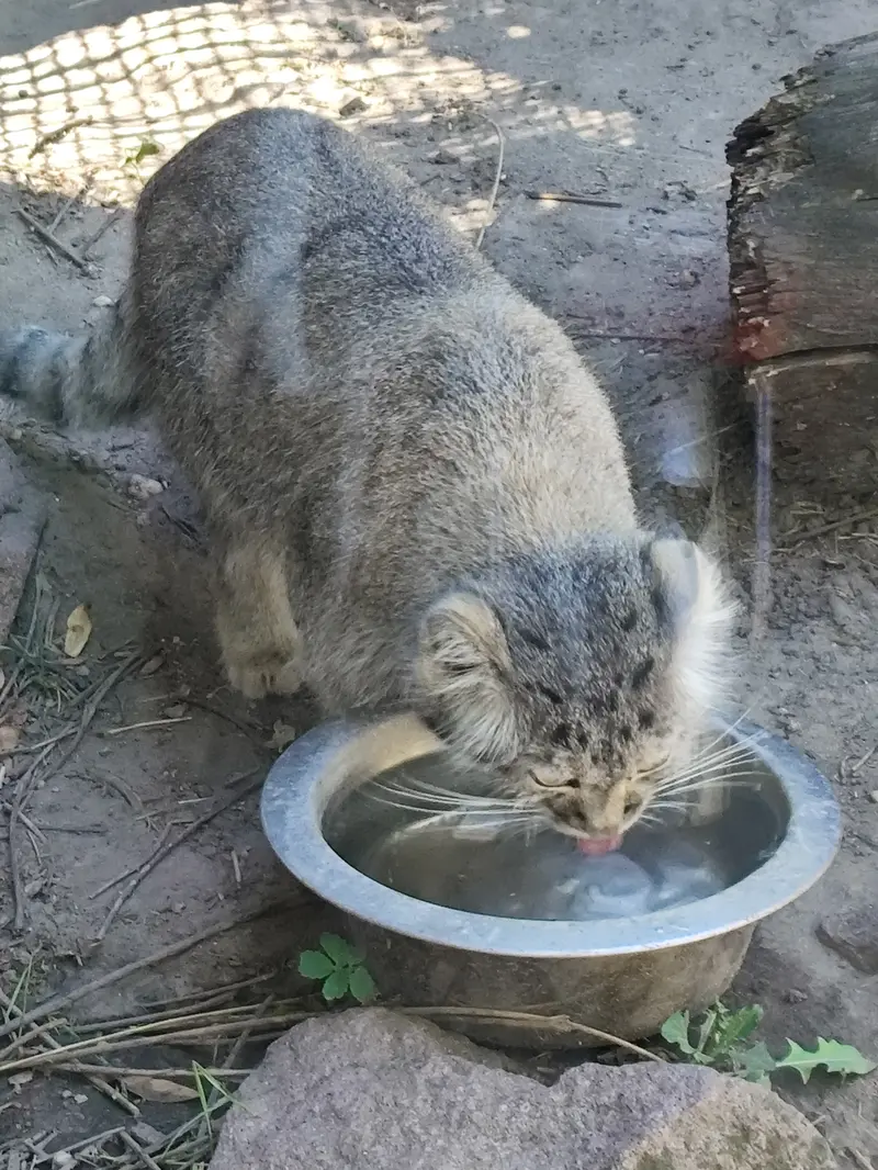 ブダペスト動物園・植物園のルーシーの写真