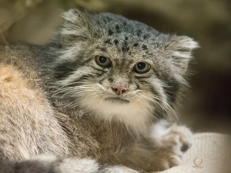 恩賜上野動物園のクリョンの写真