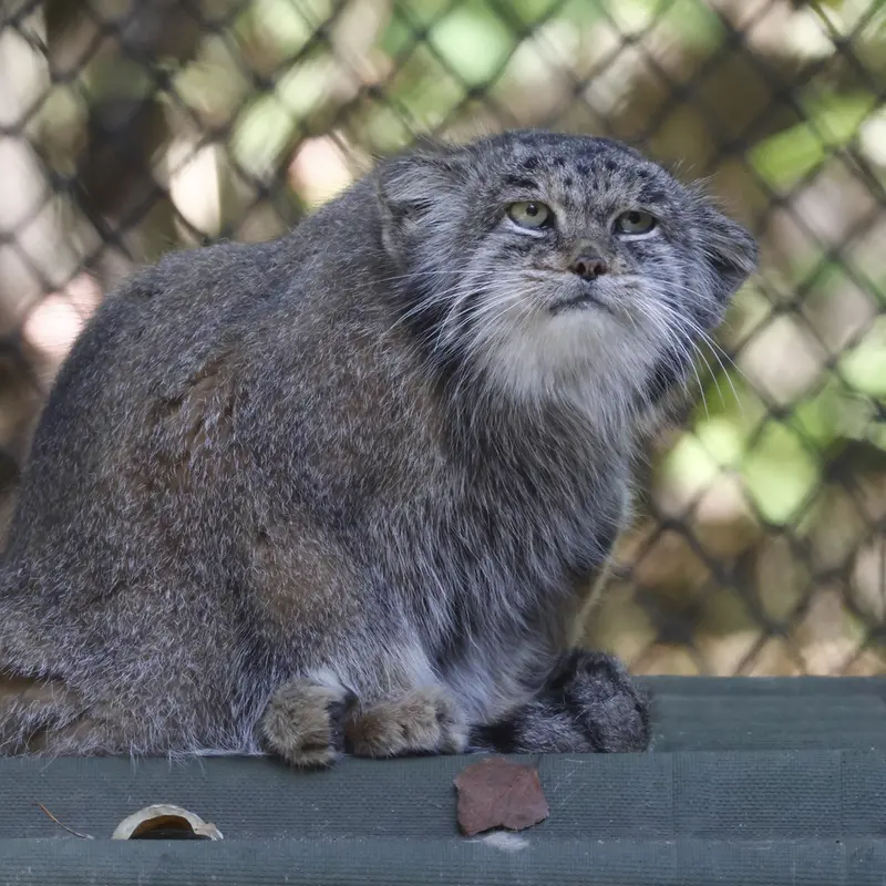 ノヴォシビルスク動物園のミアの写真