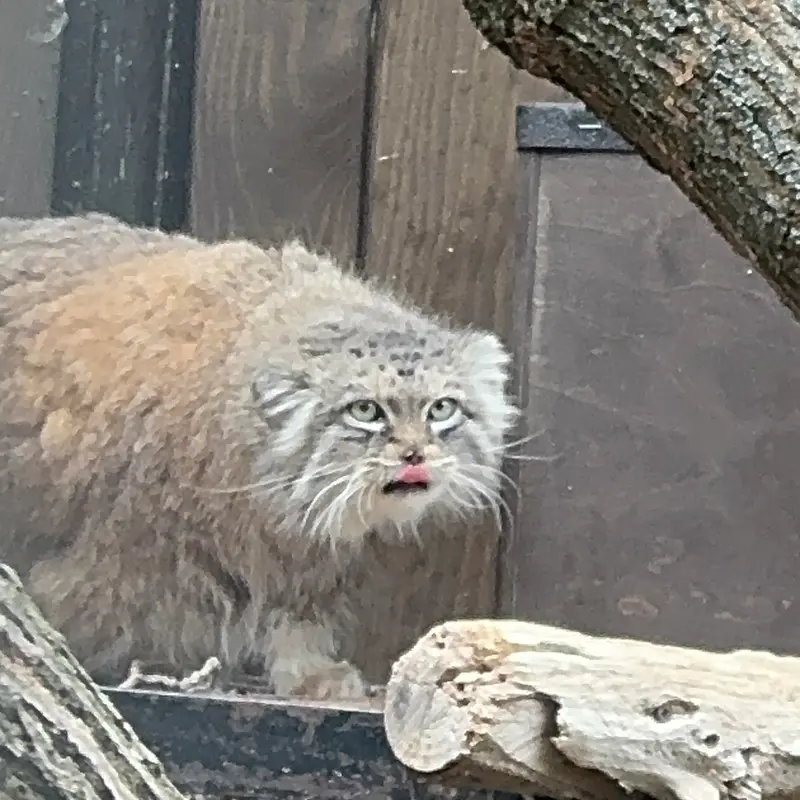 ワルシャワ動物園のジェシーの写真