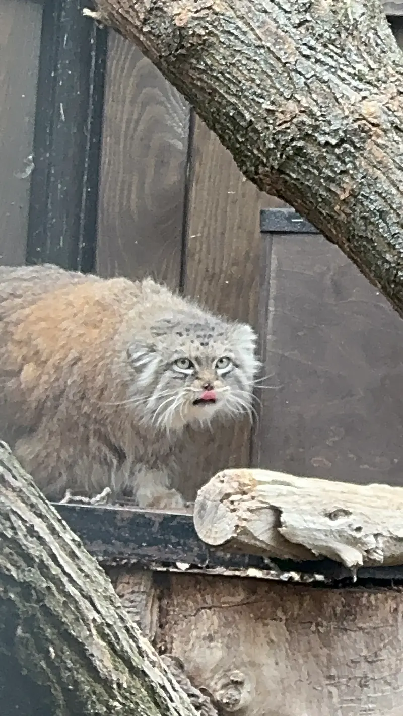 ワルシャワ動物園のジェシーの写真