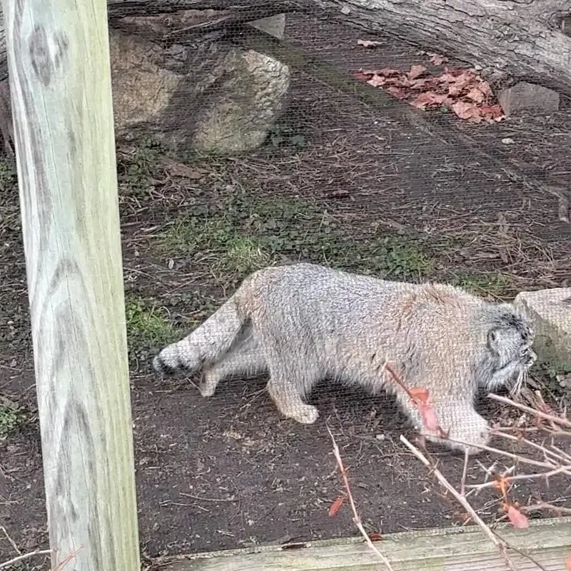 ポッター・パーク動物園のマヌルネコの写真
