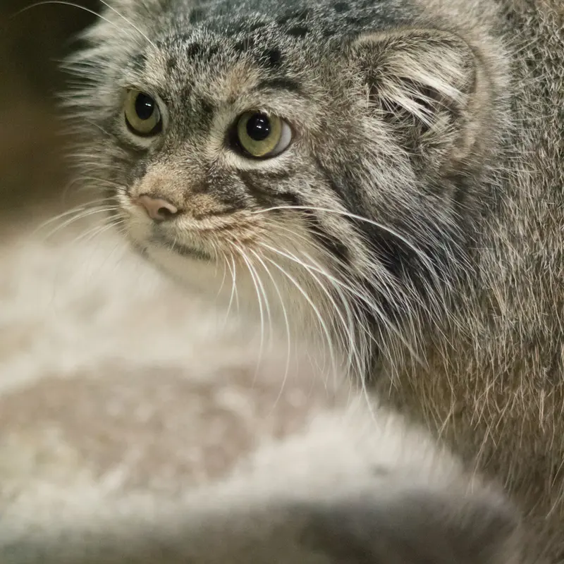 恩賜上野動物園のサフランの写真