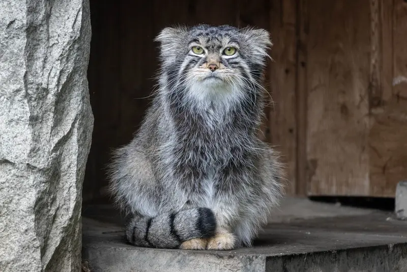モスクワ動物園のティモフェイの写真
