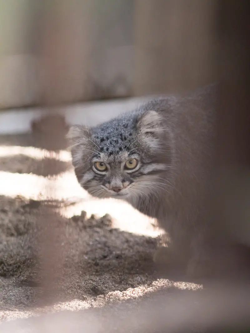 野毛山動物園のフィーガの写真