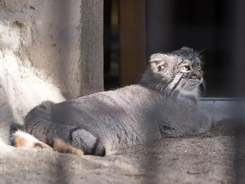 野毛山動物園のフィーガの写真