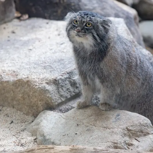 神戸どうぶつ王国のナルの写真