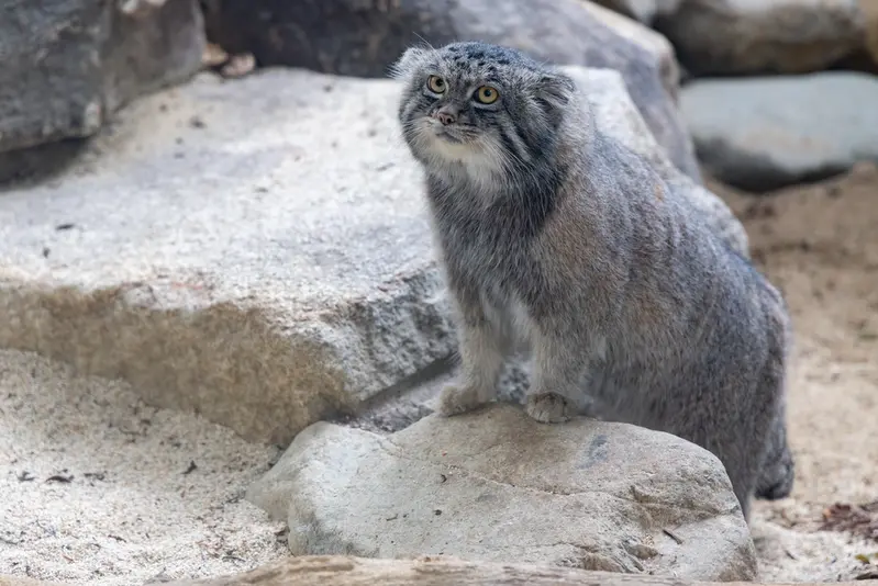 神戸どうぶつ王国のナルの写真
