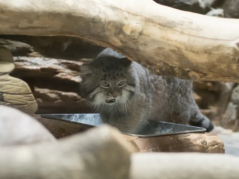 恩賜上野動物園のクリョンの写真