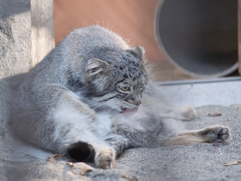 野毛山動物園のフィーガの写真