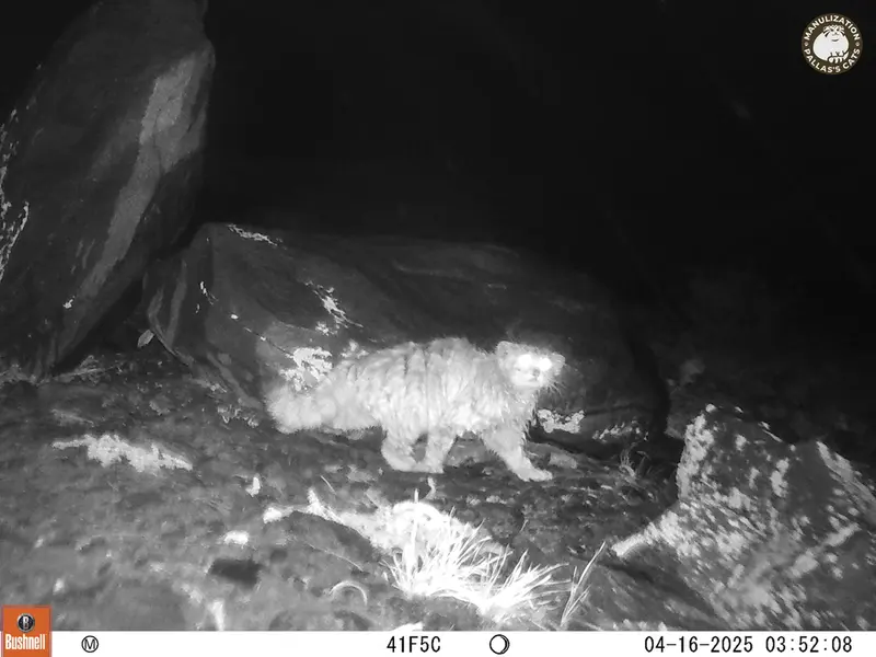 コシュカルカメラトラップで撮影したOtocolobus manul manulの写真