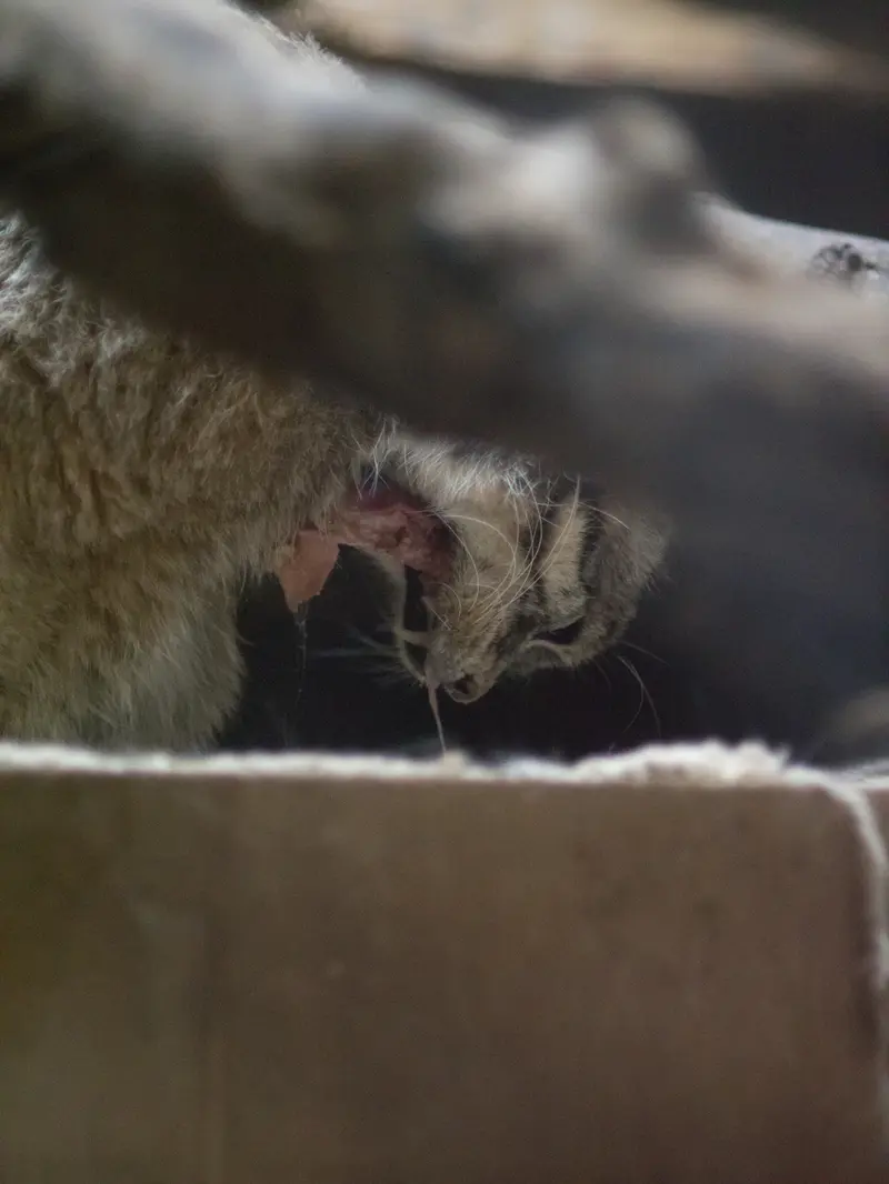 恩賜上野動物園のプリームラの写真