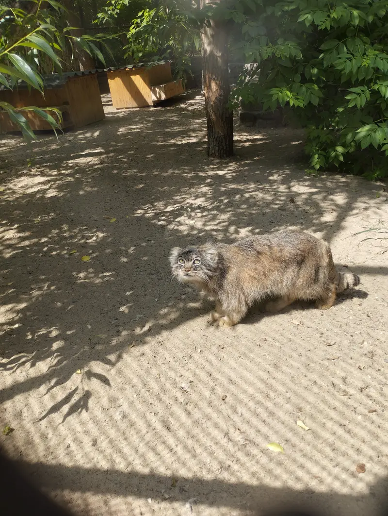 ノヴォシビルスク動物園のマヌルネコの写真