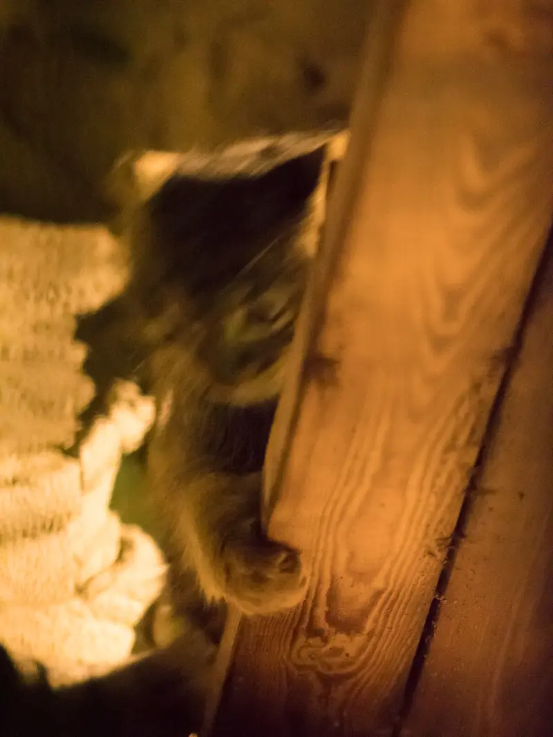 野毛山動物園のフィーガの写真