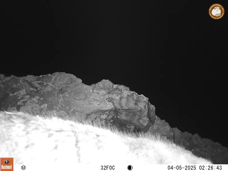 ベッショキー1カメラトラップで撮影したOtocolobus manul manulの写真
