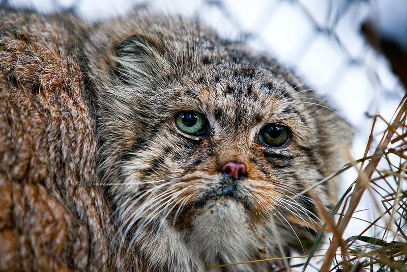 ノヴォシビルスク動物園のブレイドの写真