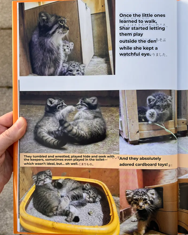 マヌルネコの写真