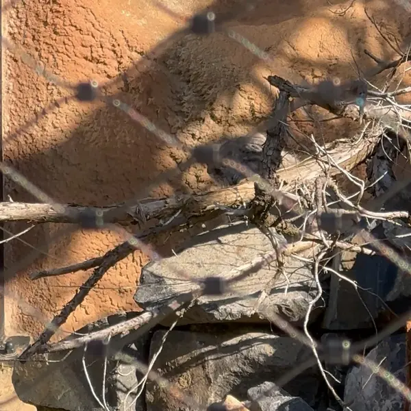 プラハ動物園のマヌルネコの写真