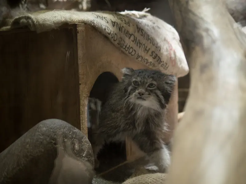 恩賜上野動物園のクリョンの写真