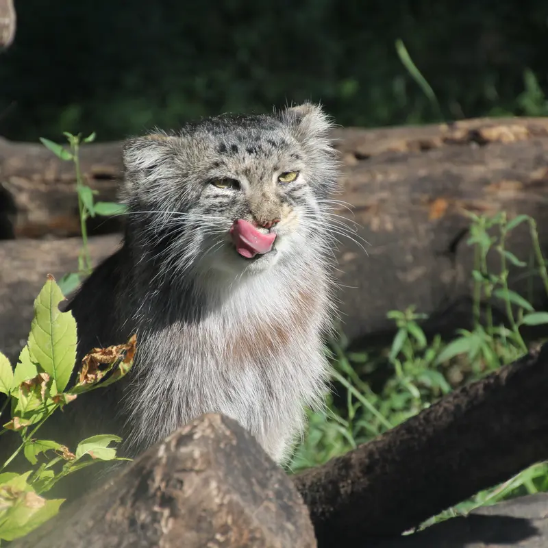 レッドリバー動物園のミダスの写真