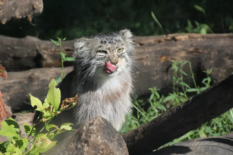 レッドリバー動物園のミダスの写真