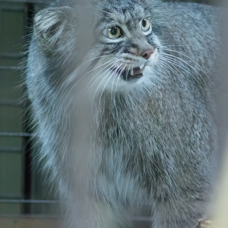 野毛山動物園のフィーガの写真