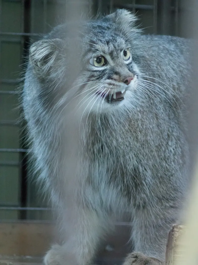 野毛山動物園のフィーガの写真