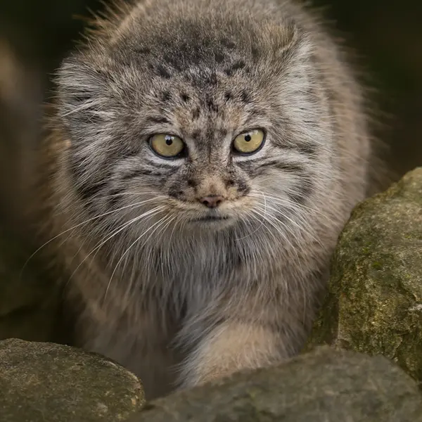 ビッグ・キャット・サンクチュアリのトゥーラの写真