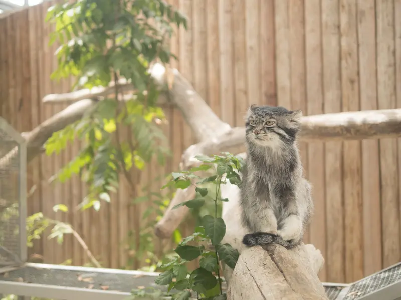神戸どうぶつ王国のナルの写真