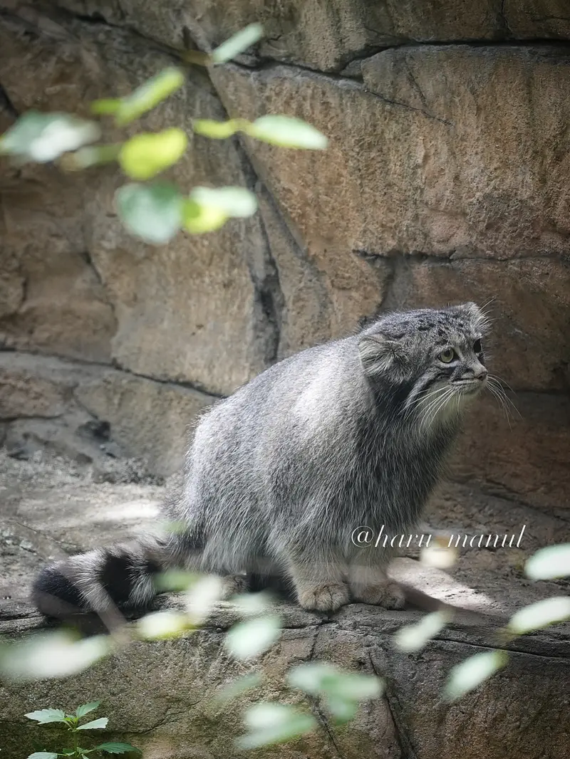 那須どうぶつ王国のアブリコースの写真