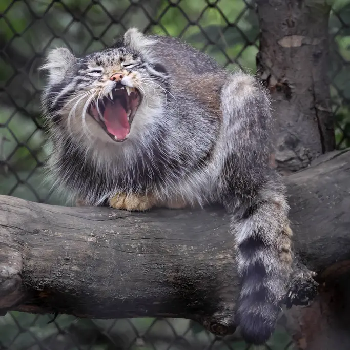 ノヴォシビルスク動物園のグレイの写真