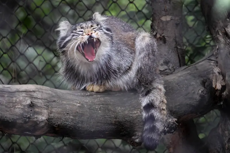 ノヴォシビルスク動物園のグレイの写真