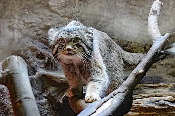 恩賜上野動物園のナイマの写真