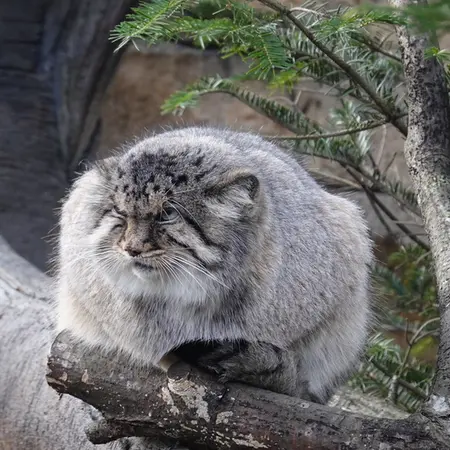 那須どうぶつ王国のボルの写真
