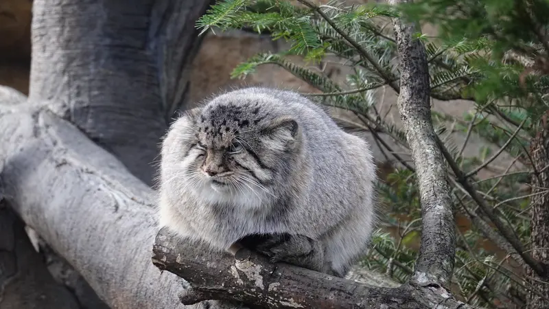 那須どうぶつ王国のボルの写真