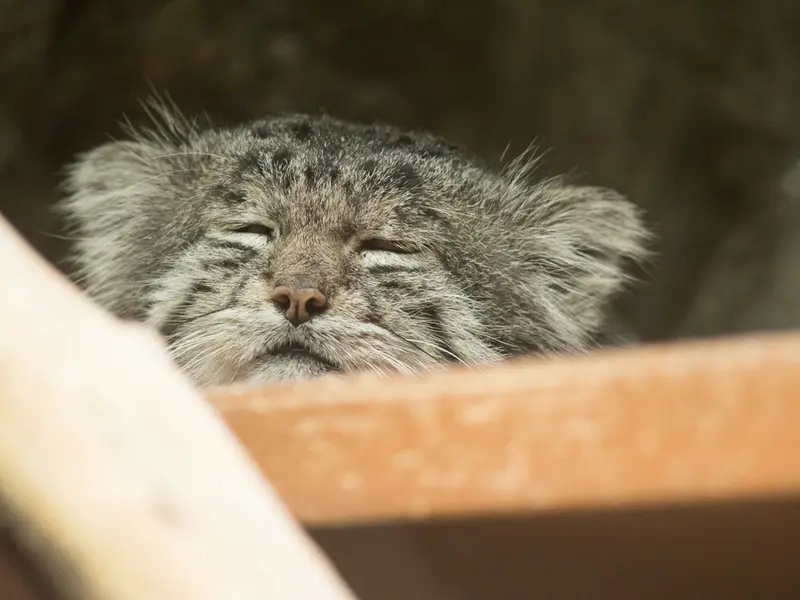 恩賜上野動物園のクリョンの写真