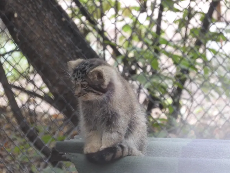 ノヴォシビルスク動物園のマヌルネコの写真