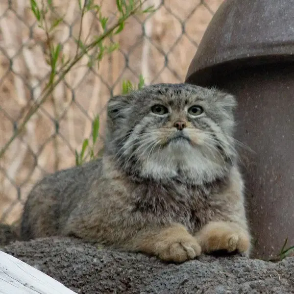ユタズ・ホグル動物園のペテンカの写真