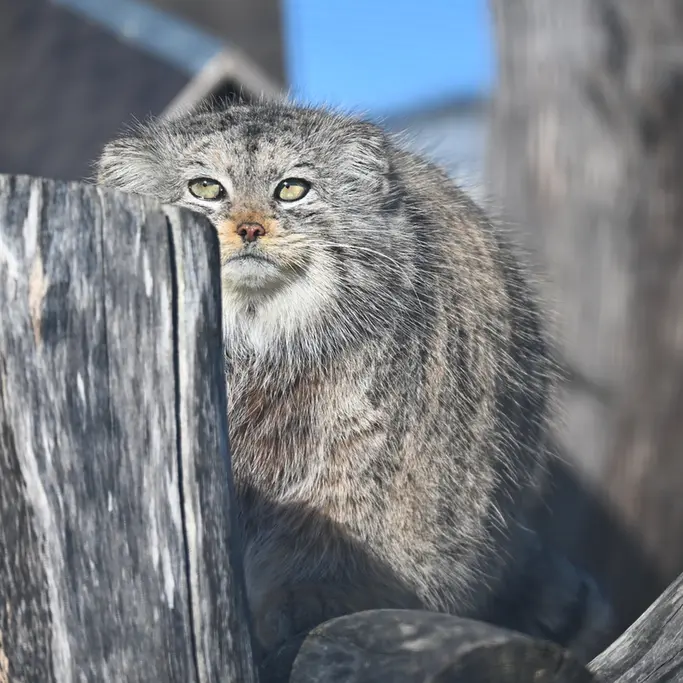 コルケアサーリ動物園のミミの写真