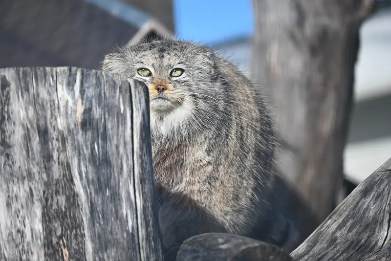 コルケアサーリ動物園のミミの写真